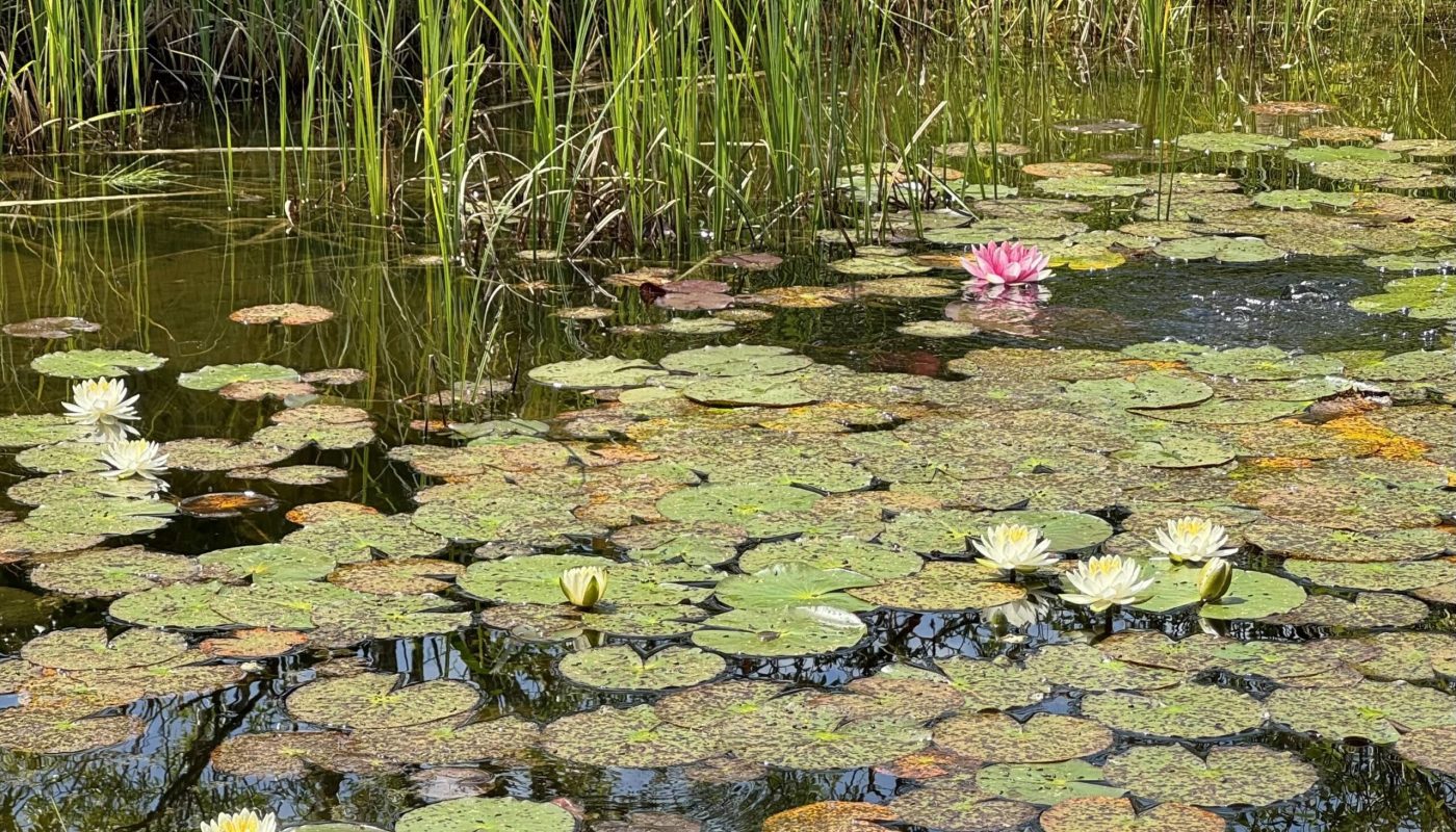 Hypnose Friedrichshafen